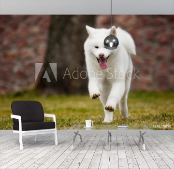 Picture of Akita Inu dog on a walk in the park
